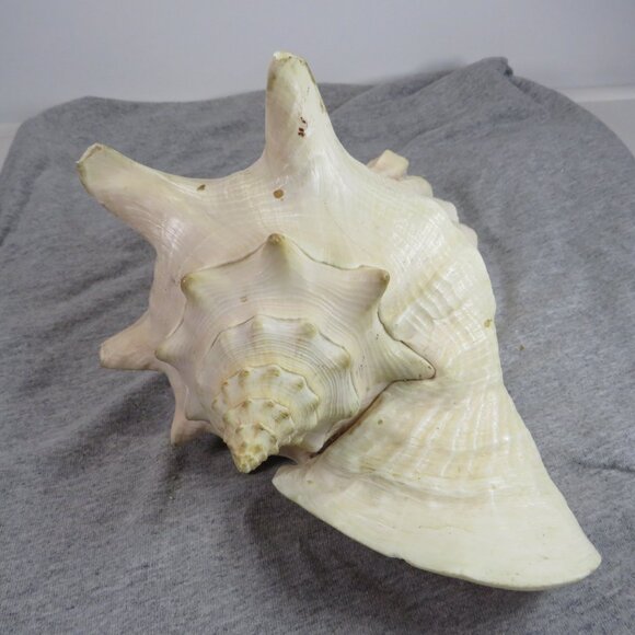 Large REAL Conch Sea Shell 10" tall 8" wide has some chips Tan pink white outer - Picture 8 of 10